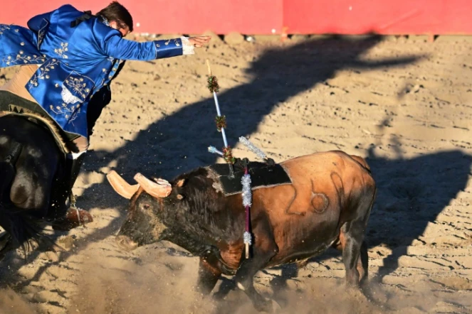 Un cavalier plante une banderille terminée par un velcro sur le dos d'un taureau, lors d'une corrida portugaise sans effusion de sang, à Turlock, en Californie, le 10 juillet 2022