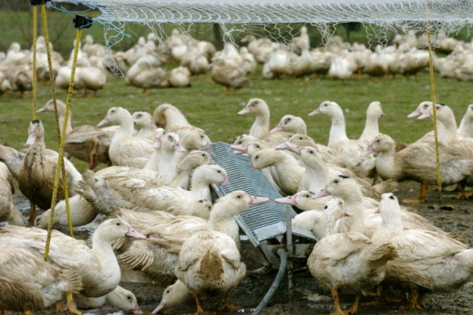 Un élevage de canard dans l'ouest de la France