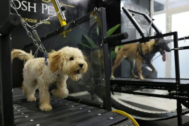 Face aux grosses chaleurs, les chiens ont leur salle de sport à Abou Dhabi