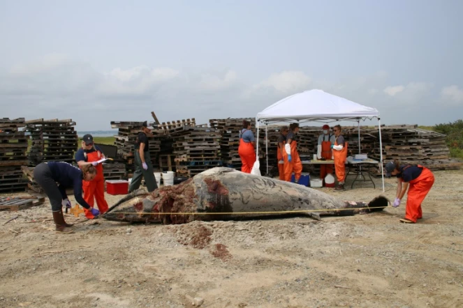 Sur cette photo prise par l'ONG Whale and Dolphin Conservation (WDC), une équipe de sauvetage procède à une nécropsie d'un petit rorqual, échoué sur la plage de Duxbury le 16 août 2024