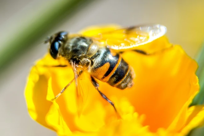Closer et Transform, deux nouveaux pesticides du fabricant américain Dow, sont accusés par une association de présenter un risque pour la santé des abeilles