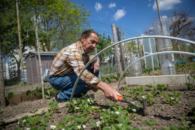 Omar Ouadi travaille dans son potager dans les jardins familiaux des Mureaux (Yvelines) le 27 avril 2020