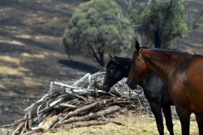 Des chevaux sur une ferme de Batlow dans le sud-est de l'Australie après un incendie dévastateur, le 8 janvier 2020