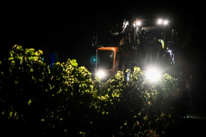 Des vendanges nocturnes dans les vignobles de Tutiac, dans le Val-de-Livenne, en Gironde, le 6 septembre 2023
