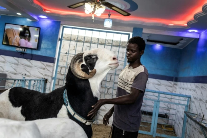 Un berger caresse au bélier Ladoum, réputé valoir plus de 50.000 euros, à Dakar, le 15 juillet 2021.