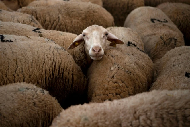 Des moutons à l'école de bergers de Cooprado, le 13 mai 2022 à Casar de Caceres, en Espagne