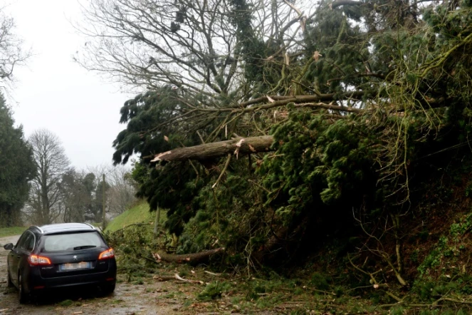Un arbre arraché par le vent le 6 mars 2017 à Loperhet dans l'ouest de la France