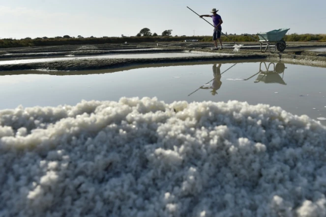Récolte de la fleur de sel de Guérande, le 16 août 2016 dans les salines de Batz-sur-Mer (Loire-Atlantique)