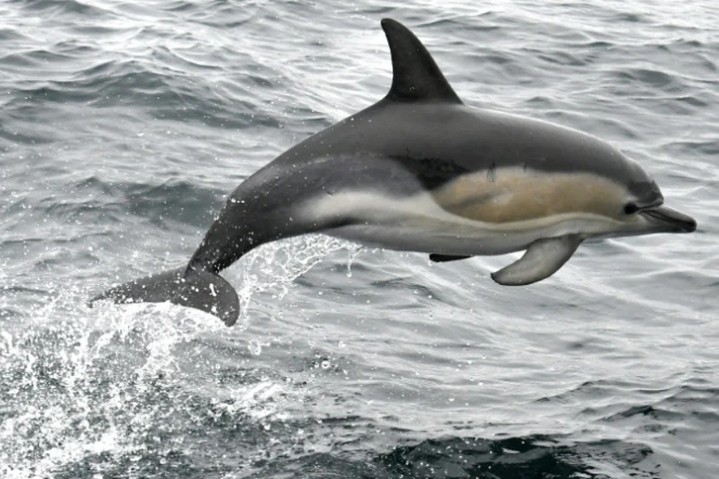 La commune de Landevennec, dans le Finistère, a restreint la baignade sur ses plages en raison de la présence d'un "dauphin solitaire" en rut pouvant représenter un "risque" pour les baigneurs et les plongeurs, selon un arrêté pris par le maire