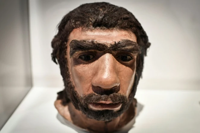 Une pièce exposée en mars 2018 au musée de l'Homme de Paris représentant un homme de Néandertal