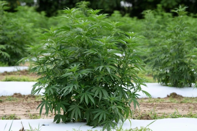Des plants de chanvre à Stanley, en Virginie, le 6 août 2020