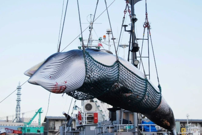 Une baleine est chargée par une grue dans le port de Kushiro, le 4 septembre 2017.