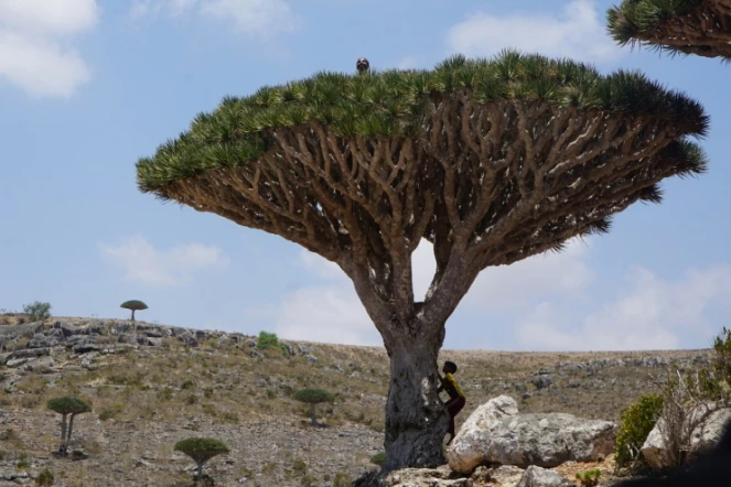 Un dragonnier de Socotra, le 16 avril 2021 au Yémen