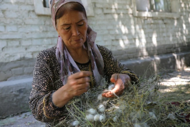 Zoubaïda Pardaïeva récolte des cocons de vers à soie à Nourafchon, le 2 juin 2024 en Ouzbékistan