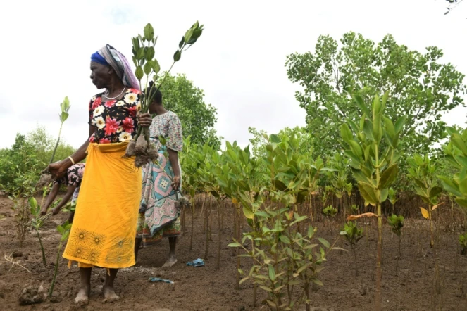 Des femmes de l'organisation de conservation et de développement de la rivière Sabaki (SARICODA) tiennent des plants de mangrove pour les planter à Malindi, au Kenya le 10 février 2022.

