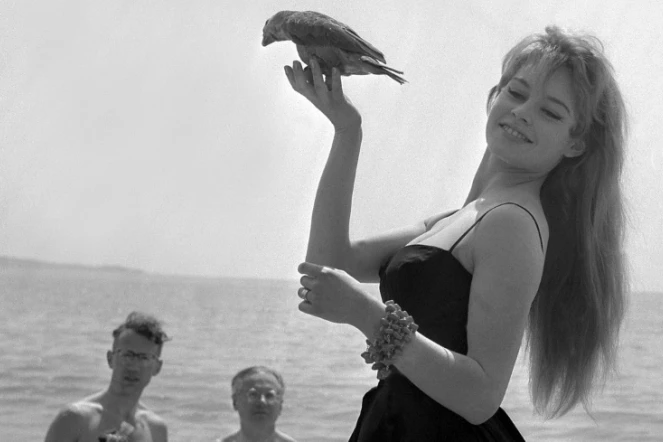 L'actrice Brigitte Bardot pose avec un perroquet lors du festival de Cannes, en mai 1956. Elle a été l'interprète de morceau du  compositeur Gérard Bourgeois auteur de centaines de chansons dont "La Madrague"