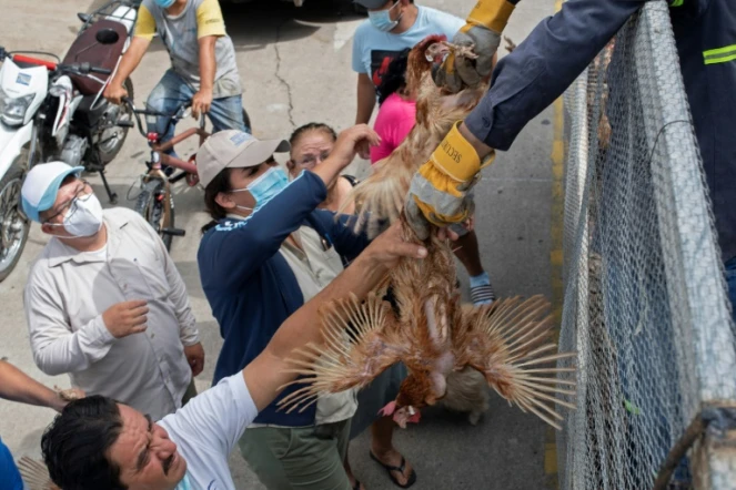 Un employé municipal distribue des poules à des familles dans le besoin, dans le département de Chalatenango (Salvador), le 2 juillet 2020
