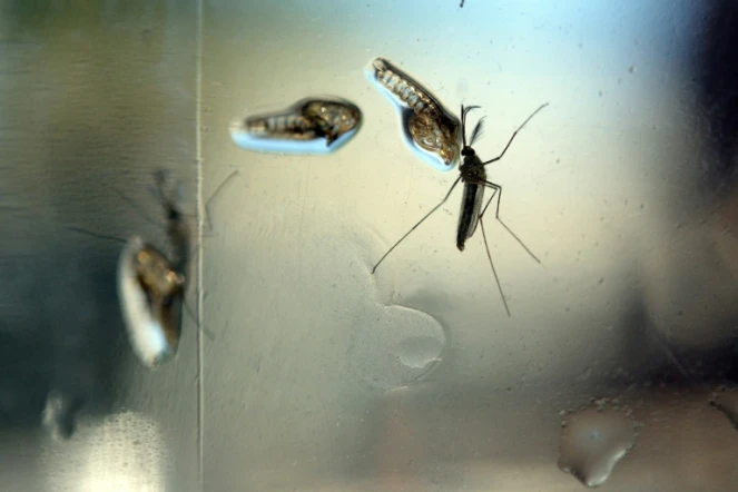 Un moustique Aedes, vecteur du Zika, photographié dans un laboratoire de recherche à Salvador, le 7 février 2016