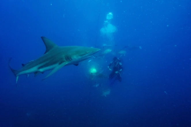 Gary Snodgrass agite un leurre près d'un requin, à Umkoaas, près de Durban, en Afrique du Sud, le 10 décembre 2020