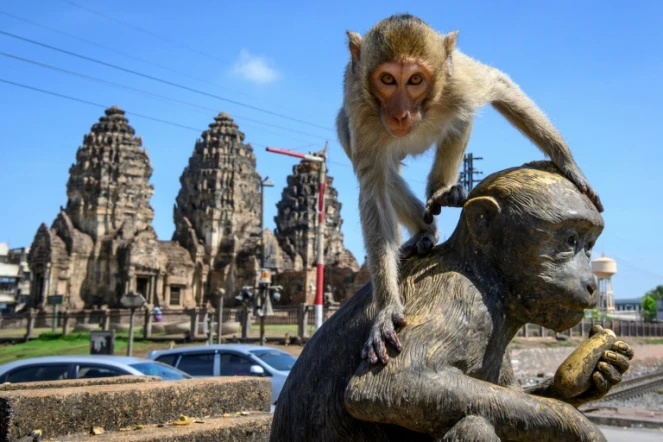Un macaquesur une statue de singe devant le temple bouddhiste Prang Sam Yod de Lopburi, le 20 juin 2020 en Thaïlande 