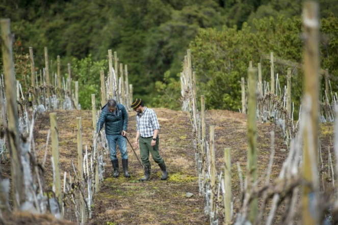 Des oenologistes au milieu des vignes qui produisent le "Puelo Patagonia", le 18 octobre 2016 à Puelo Los Lagos au Chili