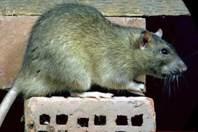Le rat peut véhiculer la leptospirose