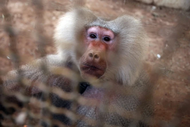 Le singe du zoo improvisé d'Alep est un Babouin hamadryas âgé de 22 ans, à Alep le 14 septembre 2016