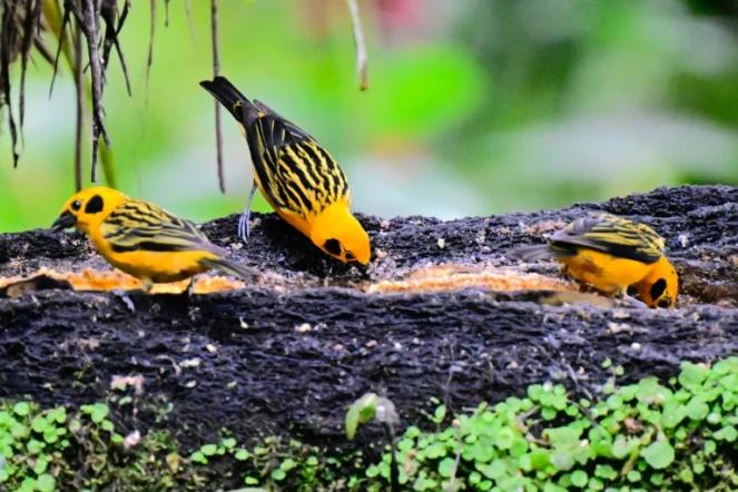 Oiseaux de l'espèce Tangara arthus, à Mindo, Equateur, le 16 août 2024 