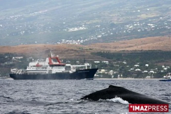 Baleines au large de Saint-Gilles (côte ouest de l'île)