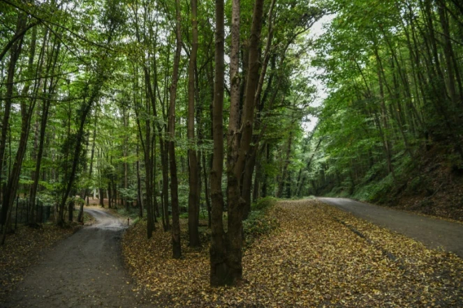 La forêt d'Istanbul où sont menées recherches sur la disparition du journaliste saoudien Jamal Khashoggi, le 19 octobre 2018