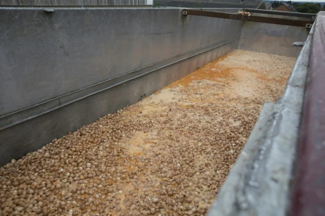 Des oeufs sont détruits dans un élevage de poules en Belgique, le 9 août 2017