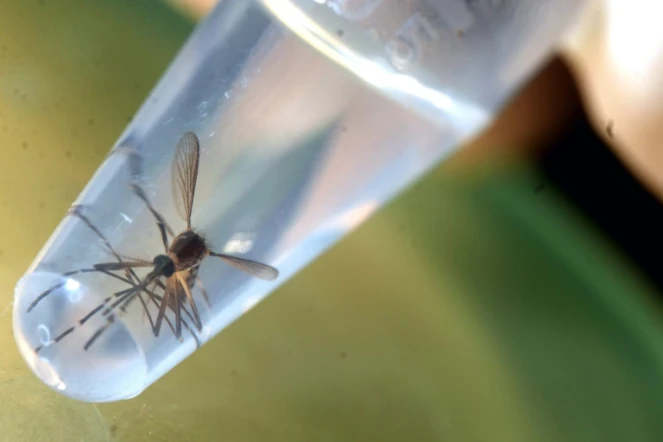 Un moustique Aedes aegypti, vecteur du virus Zika, est photographié dans un laboratoire de l'université du Salvador, à San Salvador, le 3 février 2016
