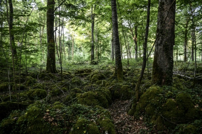 Des arbres du parc national des forêts de Champagne et Bourgogne qui ouvrira en 2019, le 23 mai 2017 près de Châtillon-sur-Seine, en Côte d'Or