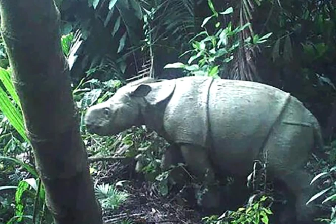 Un des deux jeunes rhinocéros de Java reperés par des caméras dans le Parc National Ujung Kulon en Indonésie, sur une photo fournie par le ministère de l'Environnement le 13 juin 2021