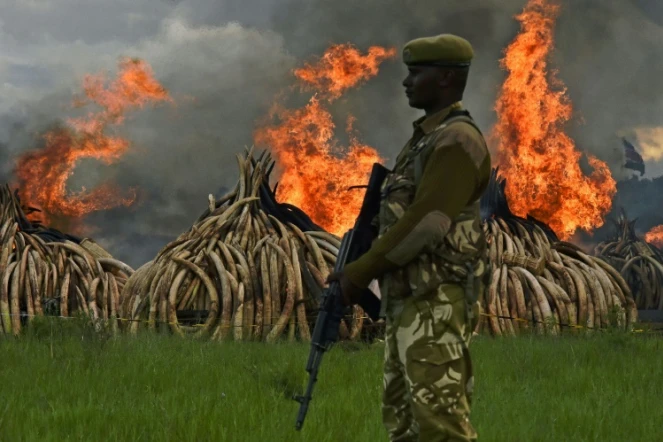 Des tonnes d'ivoire incinérées le 30 avril 2016 dans le parc national de Nairobi