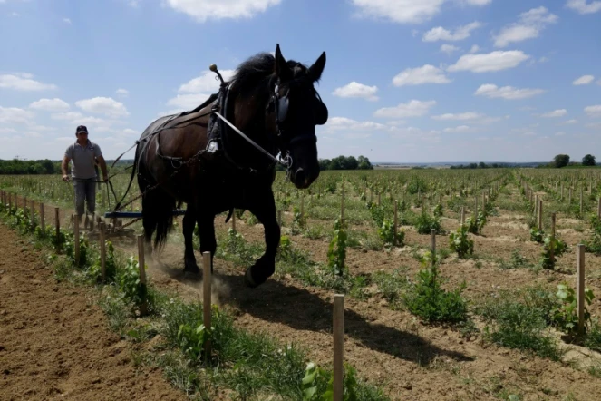 Un laboureur dirige une charrue tirée par un cheval entre les rangées de jeunes vignes à la "Winerie Parisienne", à Davron dans les Yvelines, le 4 juillet 2017 
