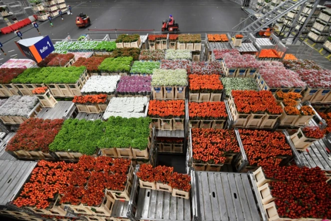 Le Royal Flora Holland d'Aalsmeer, le plus grand marché de fleurs au monde, près d'Amsterdam, le 11 décembre 2018 aux Pays-Bas