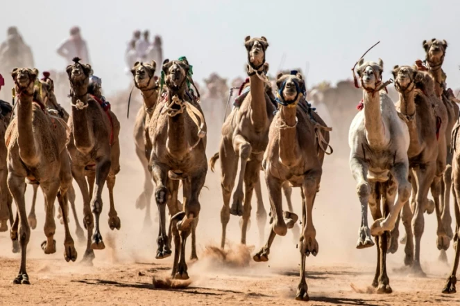 Une course de chameaux dans le désert du Sud-Sinaï, le 12 septembre 2020