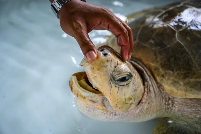 Biologiste examinant une tortue de mer le 23 novembre 2021 au Centre de biologie marine de Phuket en Thaïlande