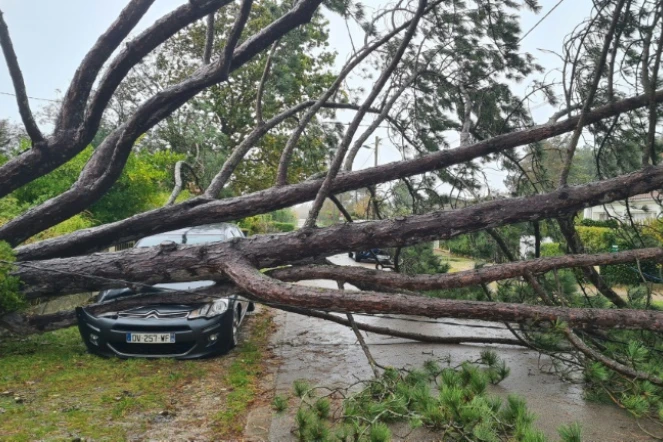 Un arbre tombé sur une voiture après le passage de la tempête Ciaran, le 2 novembre 2023 au Touquet, dans le Pas-de-Calais