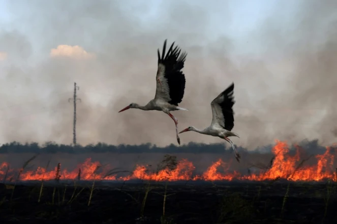 Des cigognes au dessus d'un champ en feu, près de champ en feu près de la ville de Snihurivka, dans la région de Mykolaïv, en Ukraine, le 4 juillet 2023
