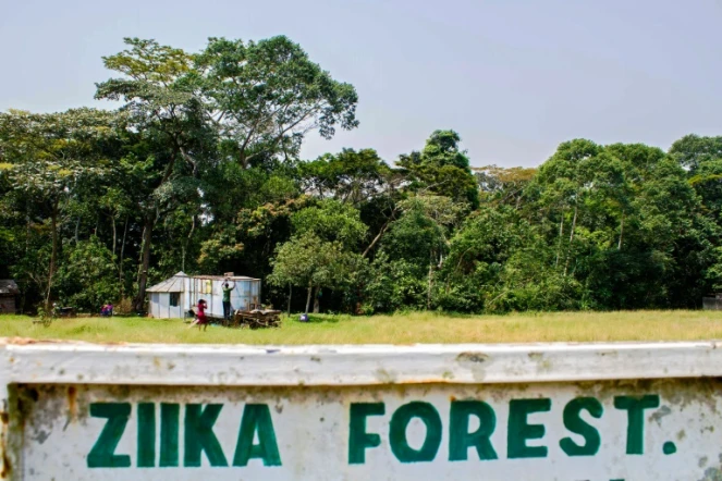 L'entrée de la forêt Zika en Ouganda, le 29 janvier 2016