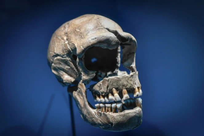Les malades du Covid-19 portant un segment d'ADN de Neanderthal, hérité d'un croisement avec le génome humain il y a quelques 60.000 ans, sont plus à risques de complications sévères de la maladie, selon des chercheurs.