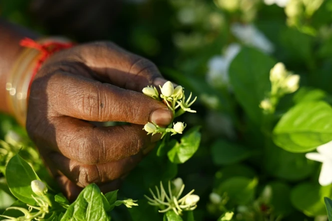 Récolte du jasmin dans un champ près de Madurai, en Inde, le 27 juin 2023