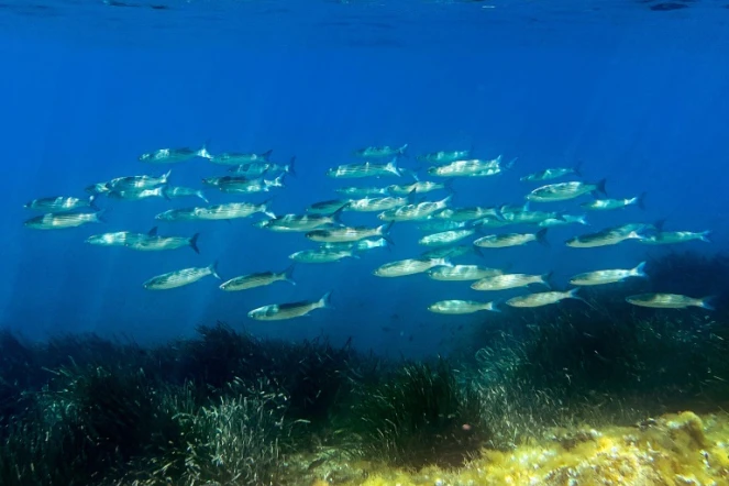 L'Union européenne va présenter jeudi sa stratégie pour mieux protéger les océans du réchauffement climatique ainsi que de la pollution et afficher ses ambitions avant un grand sommet de l'ONU à Nice la semaine prochaine