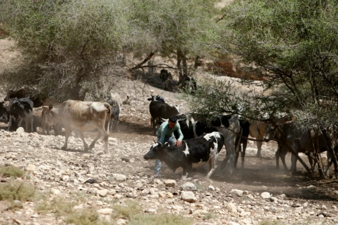Un Palestinien et son troupeau de bovins dans la zone de Toubas, (vallée du Jourdain), le 19 juillet  2016