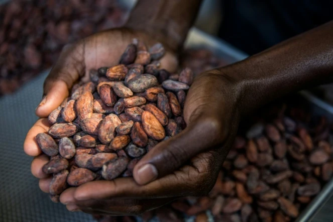 Le tri de fèves de cacao dans les ateliers de la chocolaterie Makaya à Petionville (Haïti) le 23 décembre 2020