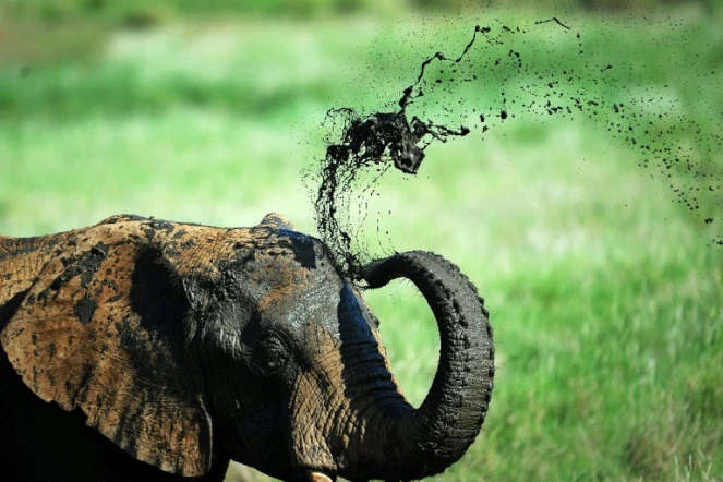 Un éléphant prend un bain de boue dans une réserve au pied du Mont Kenya, à environ 300 kilomètres au nord de la capitale Nairobi, le 21 mai 2015