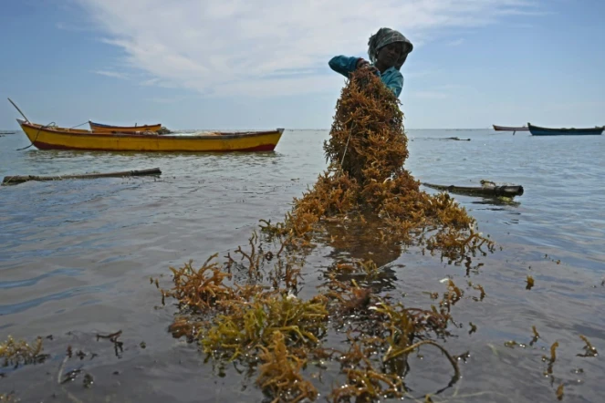 Une femme ramasse des algues dans les eaux au large de la côte de Rameswaram, dans l'État indien du Tamil Nadu, le 24 septembre 2021 