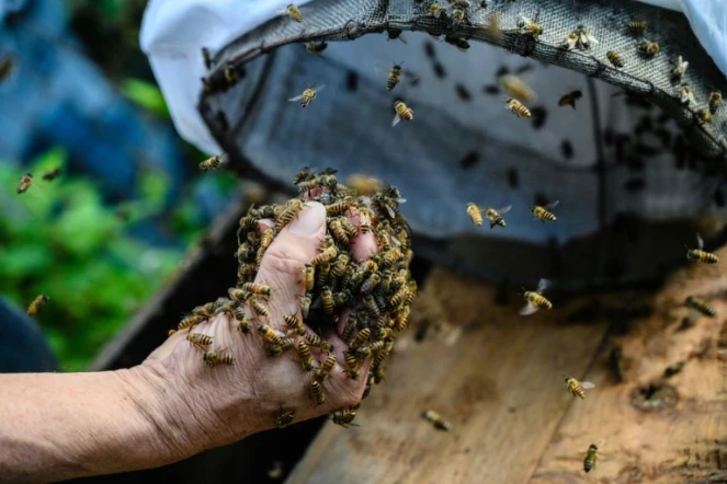 Yip Ki-hok, recupère des abeilles sauvages et un rayon de cire dans les environs de Hong Kong le 14 février 2019